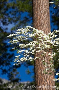 Mountain dogwood, or Pacific dogwood, Yosemite Valley, Cornus nuttallii, Yosemite National Park, California