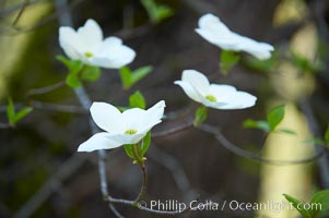 Mountain dogwood, or Pacific dogwood, Yosemite Valley, Cornus nuttallii, Yosemite National Park, California