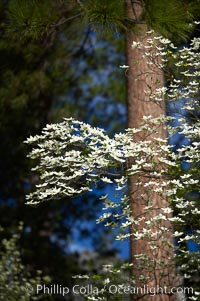 Mountain dogwood, or Pacific dogwood, Yosemite Valley, Cornus nuttallii, Yosemite National Park, California