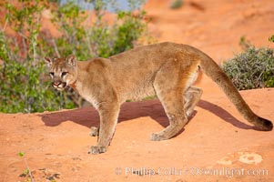 Mountain lion, Puma concolor