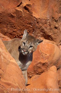 Mountain lion, Puma concolor