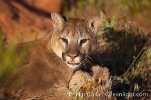 Mountain lion., Puma concolor, natural history stock photograph, photo id 12281