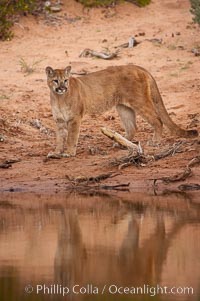 Mountain lion., Puma concolor, natural history stock photograph, photo id 12282