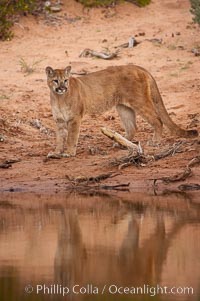 Mountain lion, Puma concolor