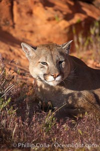 Mountain lion, Puma concolor