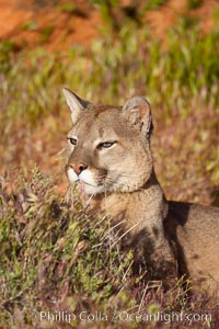 Mountain lion., Puma concolor, natural history stock photograph, photo id 12285
