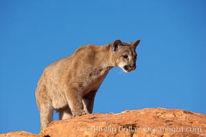 Mountain lion, Puma concolor