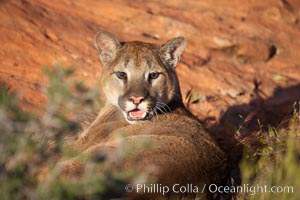 Mountain lion., Puma concolor, natural history stock photograph, photo id 12288