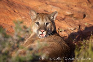 Mountain lion, Puma concolor