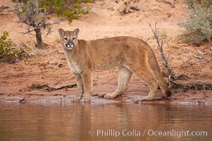 Mountain lion., Puma concolor, natural history stock photograph, photo id 12289
