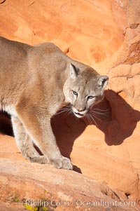 Mountain lion., Puma concolor, natural history stock photograph, photo id 12292
