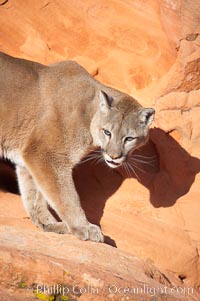 Mountain lion, Puma concolor