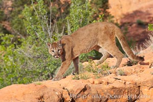 Mountain lion., Puma concolor, natural history stock photograph, photo id 12293