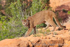 Mountain lion, Puma concolor