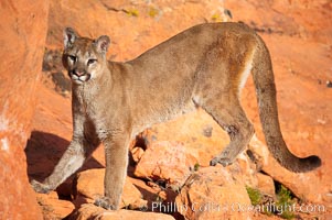 Mountain lion, Puma concolor