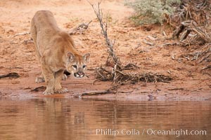 Mountain lion, Puma concolor