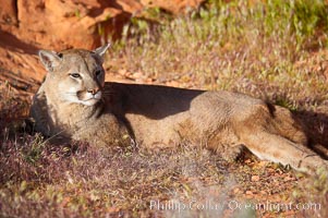 Mountain lion, Puma concolor