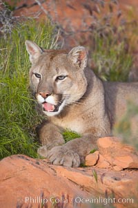 Mountain lion, Puma concolor