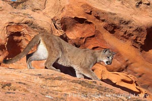 Mountain lion, Puma concolor