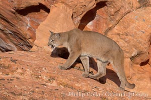 Mountain lion, Puma concolor