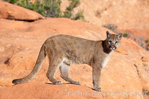 Mountain lion, Puma concolor