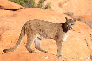 Mountain lion., Puma concolor, natural history stock photograph, photo id 12305