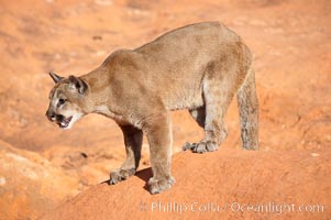 Mountain lion, Puma concolor