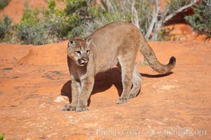 Mountain lion, Puma concolor