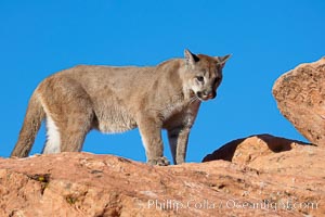 Mountain lion, Puma concolor