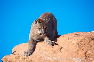 Mountain lion., Puma concolor, natural history stock photograph, photo id 12310