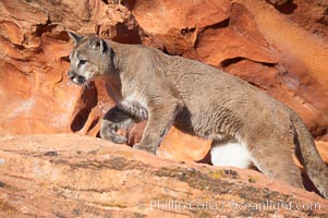 Mountain lion, Puma concolor