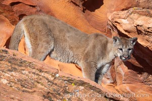 Mountain lion, Puma concolor