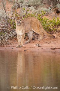Mountain lion., Puma concolor, natural history stock photograph, photo id 12313