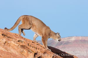 Mountain lion, Puma concolor