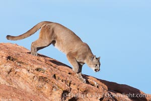 Mountain lion, Puma concolor