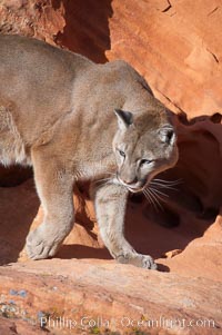 Mountain lion, Puma concolor