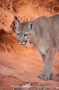 Mountain lion, Puma concolor