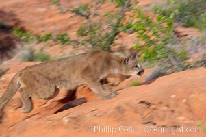 Mountain lion, Puma concolor