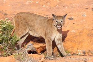 Mountain lion, Puma concolor