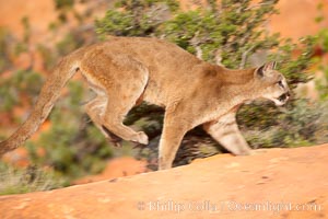 Mountain lion, Puma concolor