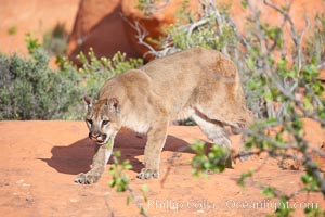 Mountain lion, Puma concolor