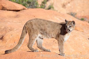 Mountain lion, Puma concolor