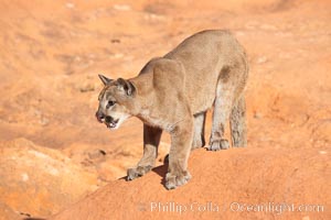 Mountain lion, Puma concolor