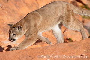 Mountain lion, Puma concolor