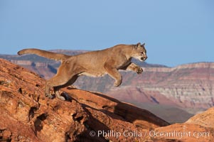 Mountain lion leaping, Puma concolor