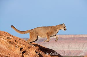 Mountain lion leaping, Puma concolor