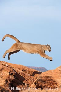 Mountain lion leaping, Puma concolor