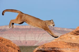 Mountain lion leaping, Puma concolor