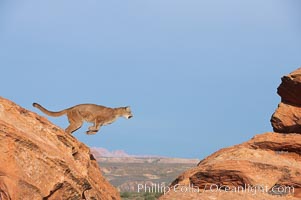 Mountain lion leaping, Puma concolor