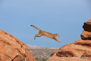 Mountain lion leaping, Puma concolor